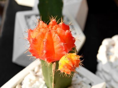 Cactus red arrangement