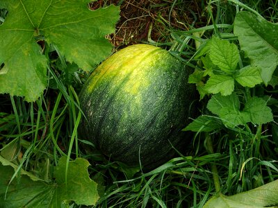 Fruit melons green