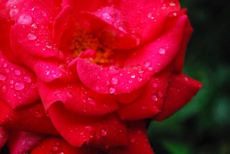 Aromatherapy beautiful beautiful flowers