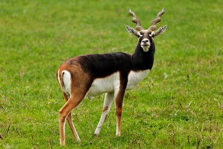 Brown cervicapra deer photo