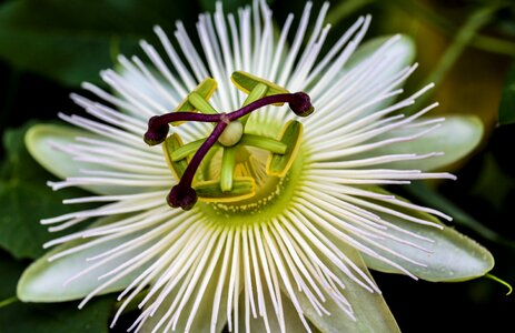 Bloom close up macro