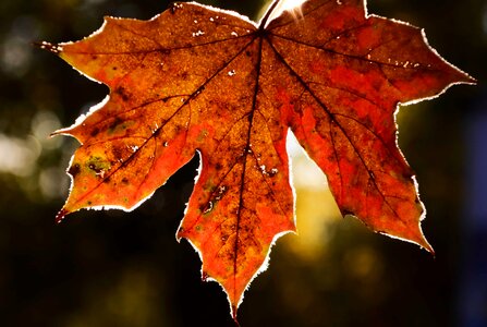 Autumn autumn season branch