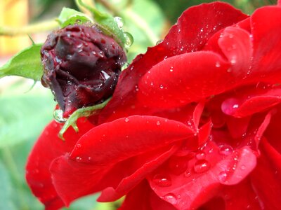 Flower red bud