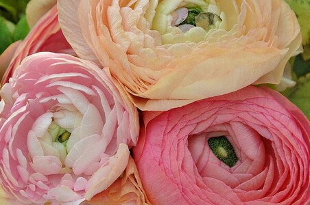 Macro pink rose