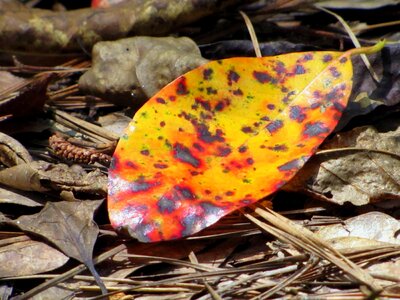 Autumn autumn season brown