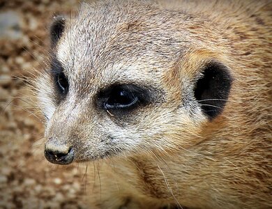 Animal cute desert