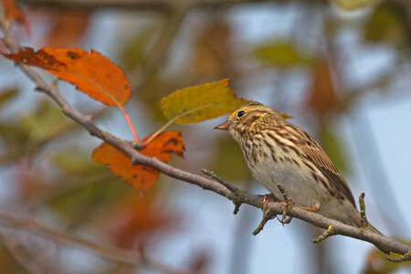Savannah Sparrow-1