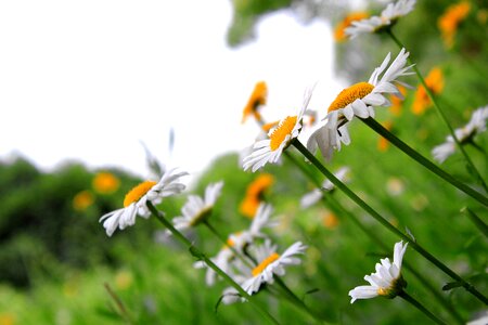 Beautiful daisy flowers photo