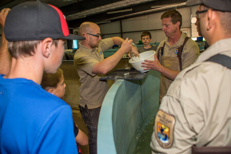 Hatchery workers spawn Endangered pallid sturgeon-2