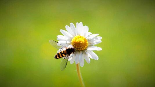Beautiful Flowers biology bloom