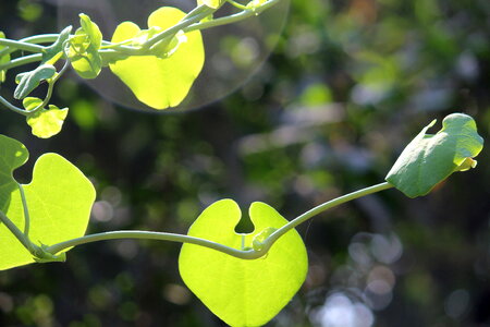 Beautiful Leaf Plant