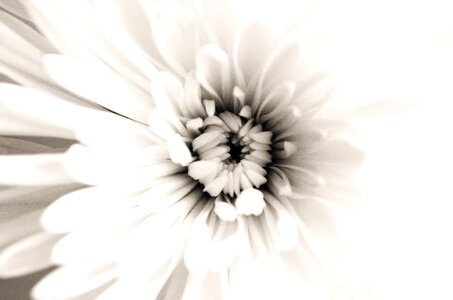 Nature macro background
