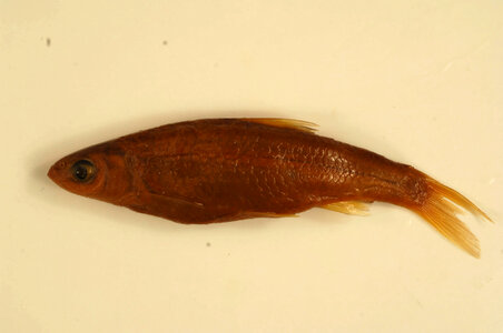 Hybognathus regius-2