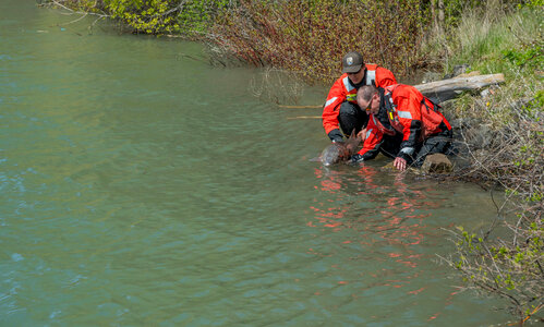 USFWS Fisheries workers releasing lake sturgeon