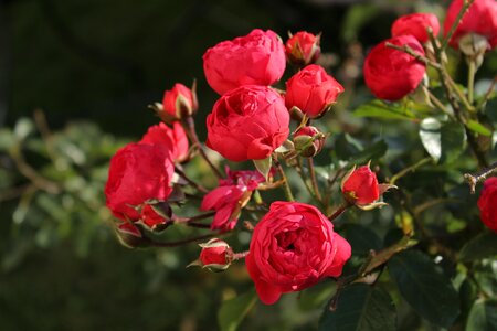 Roses flowers rose bloom