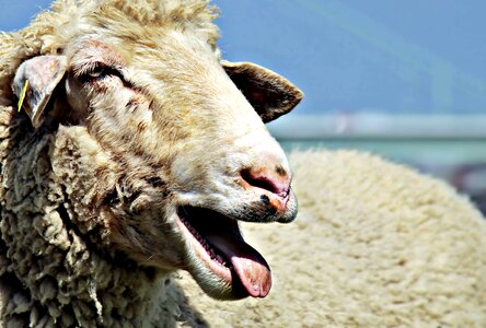 Agriculture animal daylight photo