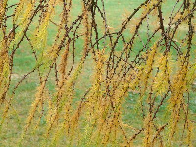 Larix kaempferi larix pine greenhouse photo