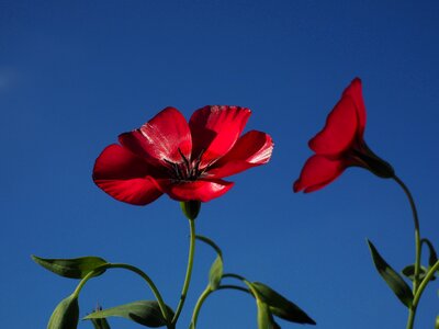 Flower red translucent
