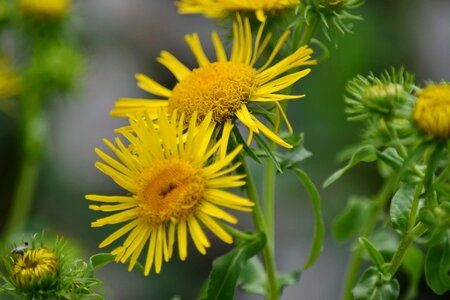 Herb nature flower photo