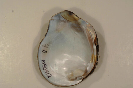 Quadrula apiculata (inside)-1