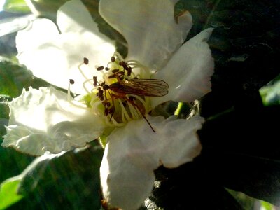 Blossoming bug little photo