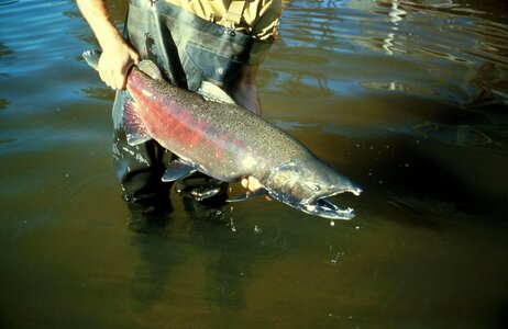 Fish Oncorhynchus tshawytscha Oncorhynchus tshawytscha photo