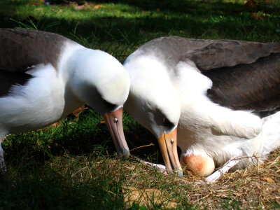 Laysan albatross pair with egg photo