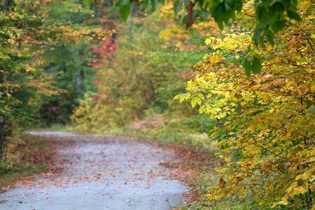 Autumn autumn season branch photo