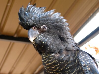 Parrot schopf plumage