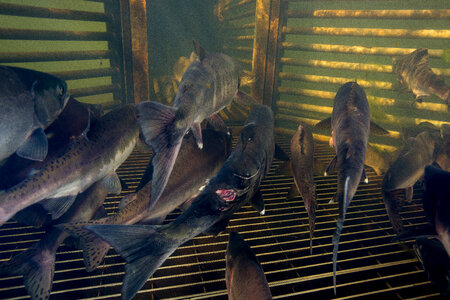 Salmon migrating through weir-4