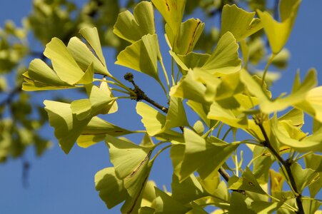 Tree ginko tree gingko