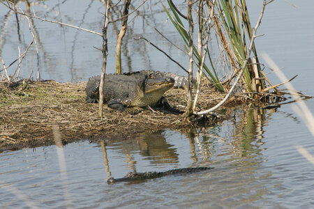 American Alligator-1