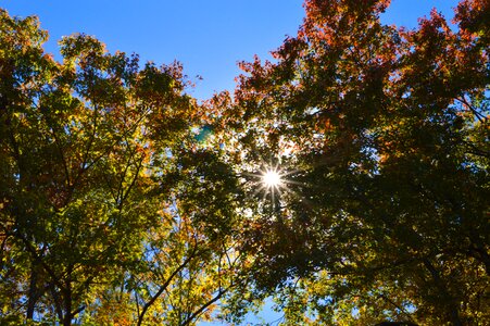 Fall foliage landscape nature photo