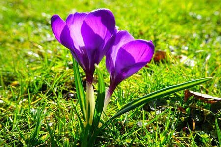 Bühen purple blossom photo