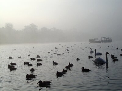 Birds boat the fog