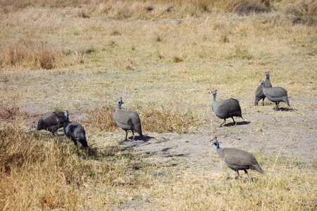 Turkey pentads animals