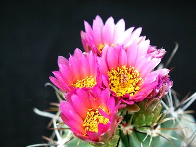 Blossoming cactus flowers photo