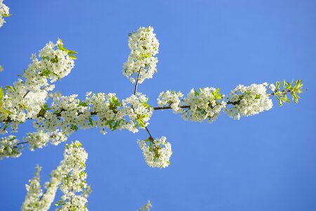 Cherry tree white branch photo