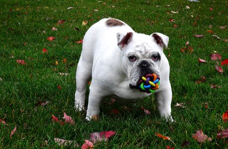 Dog english bulldog dog toy