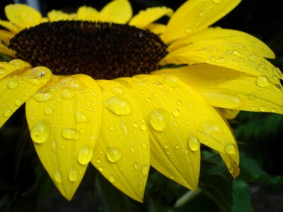 Close up raindrop yellow photo