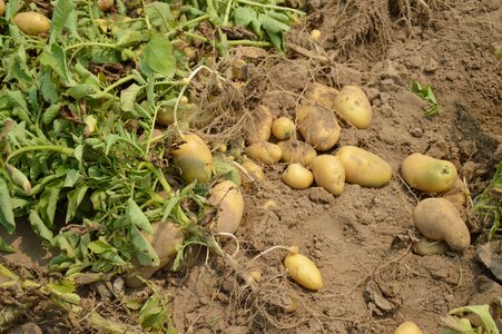 Farm garden organic