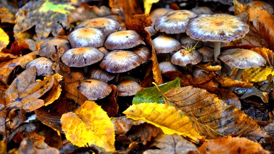 Mushroom forest autumn