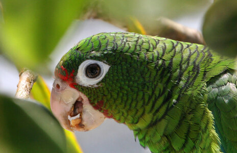 Endangered Puerto Rican Parrot photo
