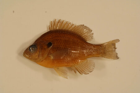 Lepomis marginatus