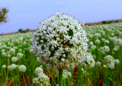 Field crop india
