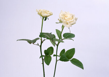 Two white rose with leaves