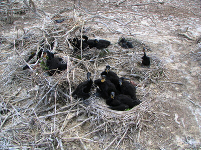 Double-crested cormorants-1