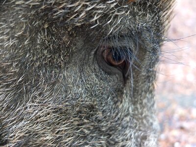 Bristles animal nature