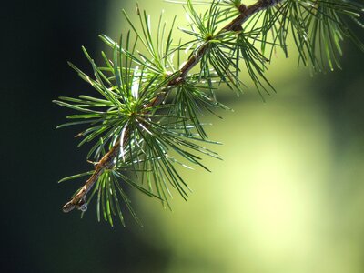 Nature green forest