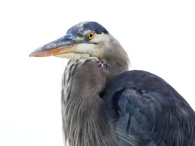Blue Heron close-up photo